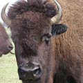 bison