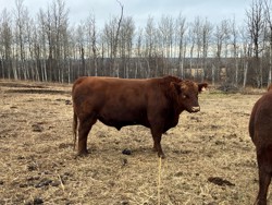 Hfr Bull