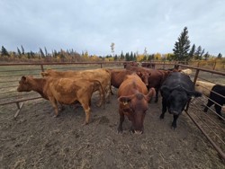 COWS